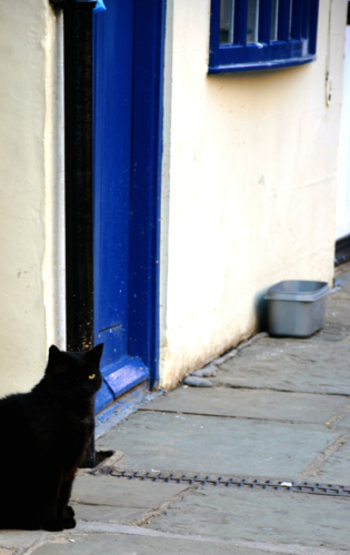 One eyed cat gaurding the entrance to arguments yard in Whitby
